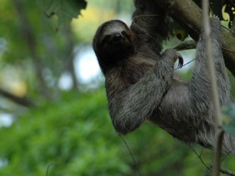 0 bed Land For Sale in Tinamastes, San Jose - 1