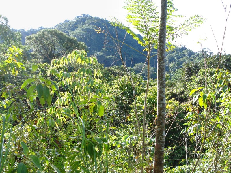 0 bed Land For Sale in Dominical, Puntarenas - 1