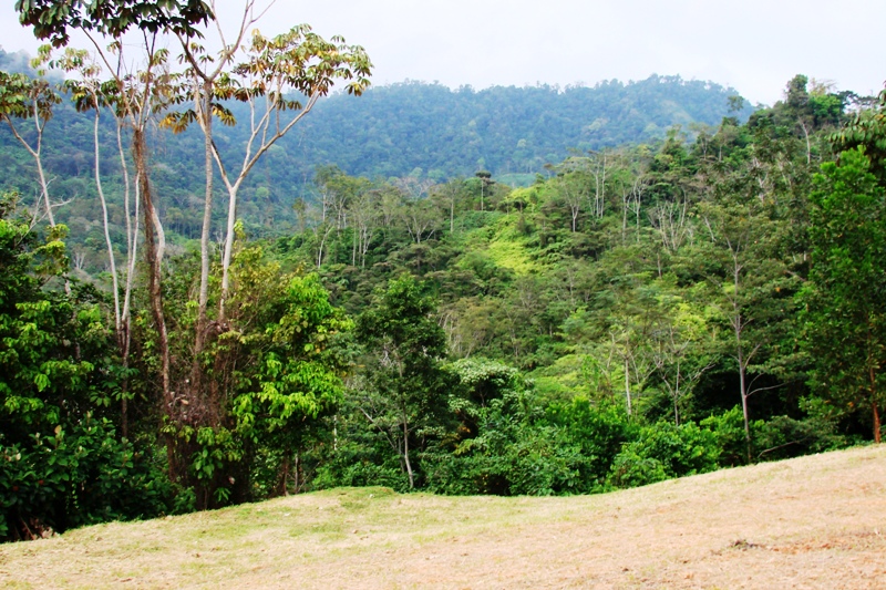 0 bed Land For Sale in Uvita, Puntarenas - thumb 10