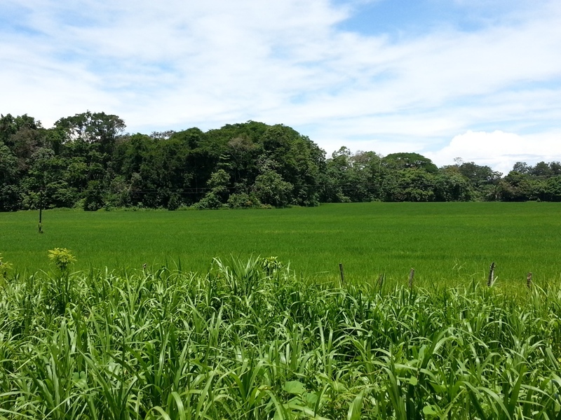 0 bed Land For Sale in Dominical, Puntarenas - 1