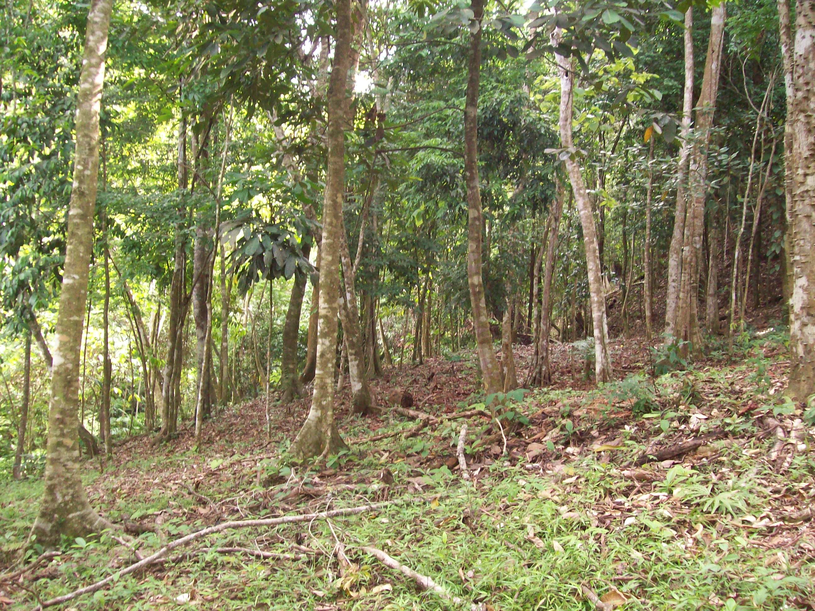0 bed Land For Sale in Ojochal, Puntarenas - thumb 2