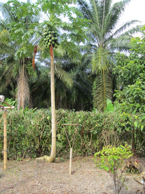 2 bed Single Family Homes For Sale in Matapalo, Puntarenas - thumb 17