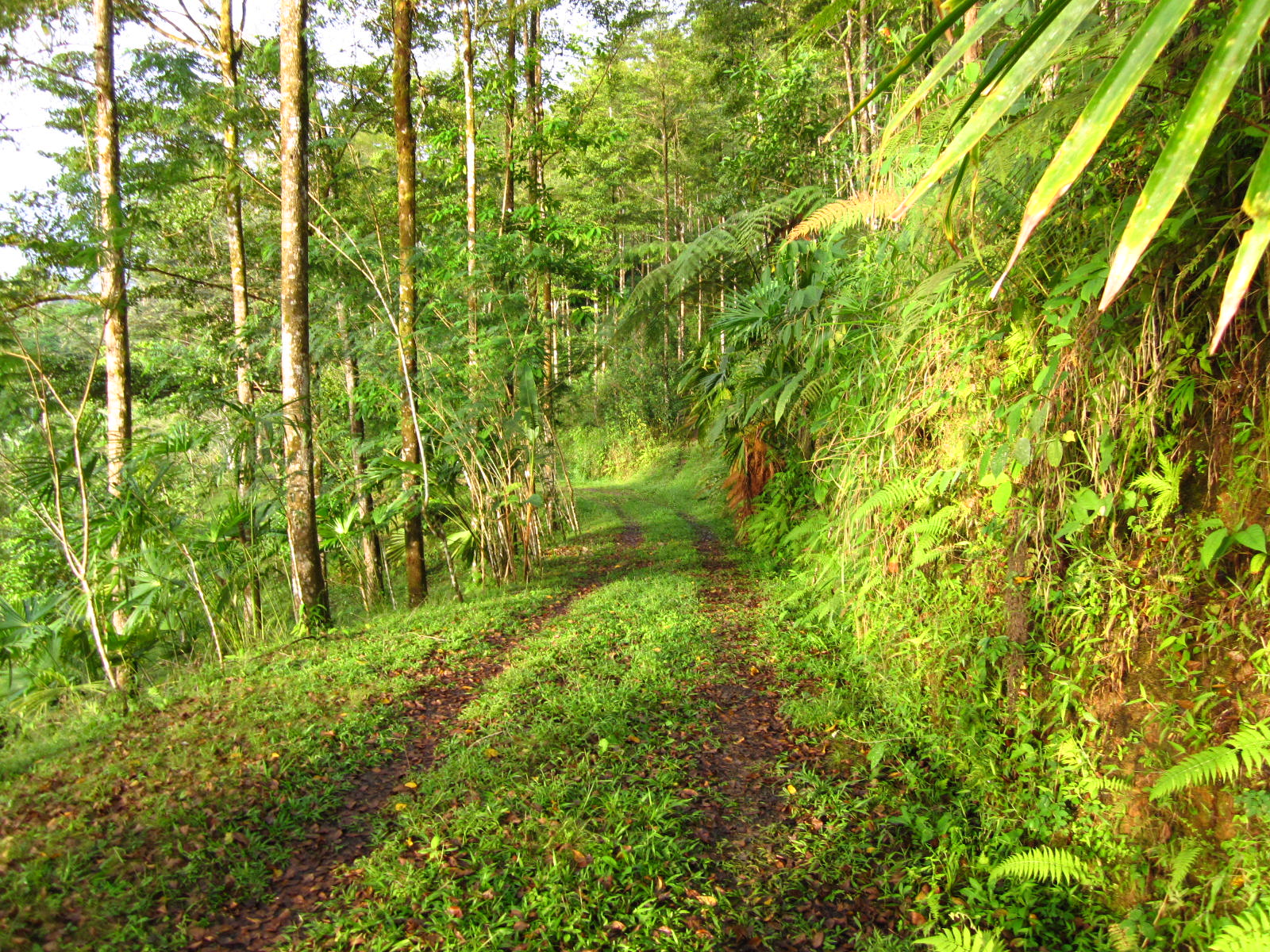 12 bed Single Family Homes For Sale in Dominical, Puntarenas - thumb 5