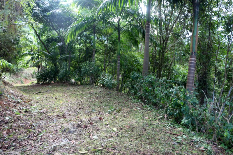 0 bed Land For Sale in Dominical, Puntarenas - thumb 6