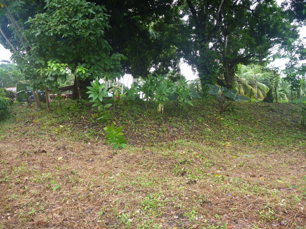 0 bed Land For Sale in Dominical, Puntarenas - thumb 3