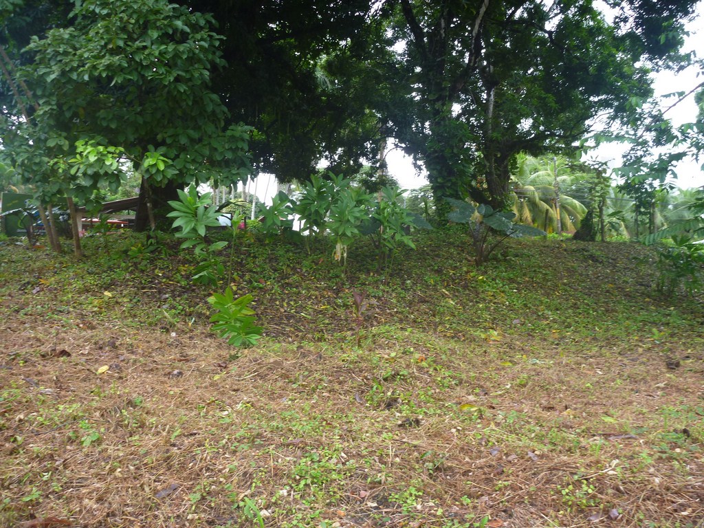 0 bed Land For Sale in Dominical, Puntarenas - thumb 6