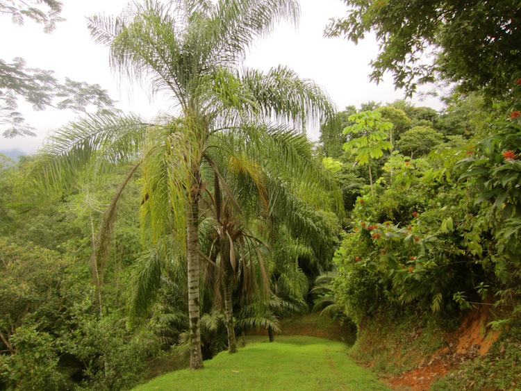 1 bed Single Family Homes For Sale in Ojochal, Puntarenas - thumb 9
