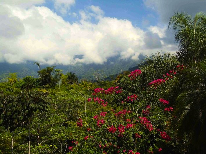 1 bed Single Family Homes For Sale in Ojochal, Puntarenas - thumb 11