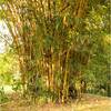 - Panoramic View Development Parcel In Ojochal