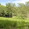  - Panoramic View Development Parcel In Ojochal