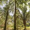  - Panoramic View Development Parcel In Ojochal