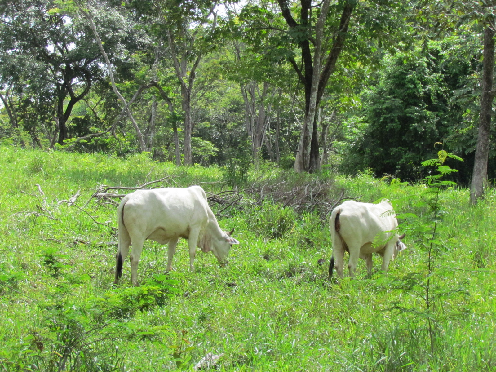 0 bed Land For Sale in Santa Cruz, Guanacaste - thumb 8
