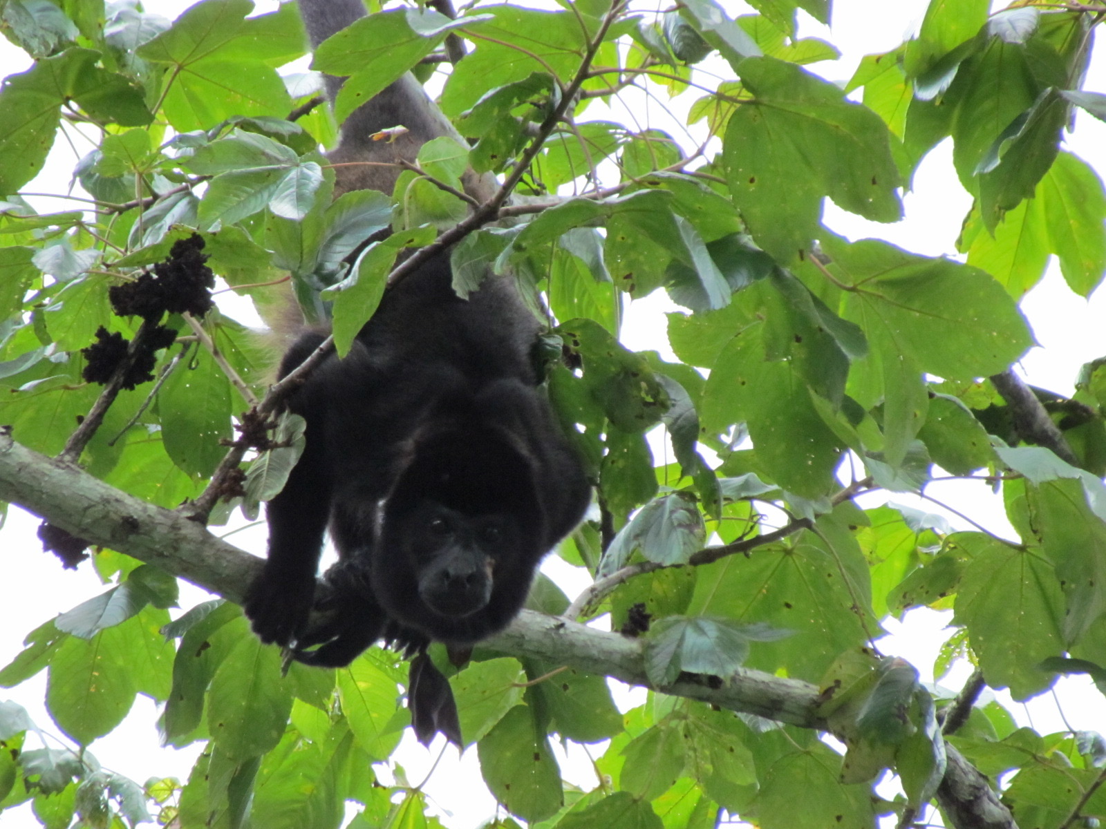 0 bed Land For Sale in Santa Cruz, Guanacaste - thumb 11