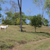 - 227 Acre Eco Farm in Uvita