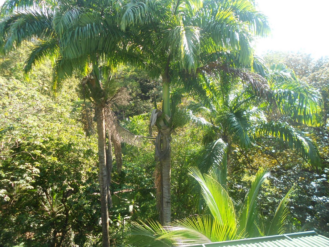 2 bed Single Family Homes For Sale in Manuel Antonio, Puntarenas - thumb 6