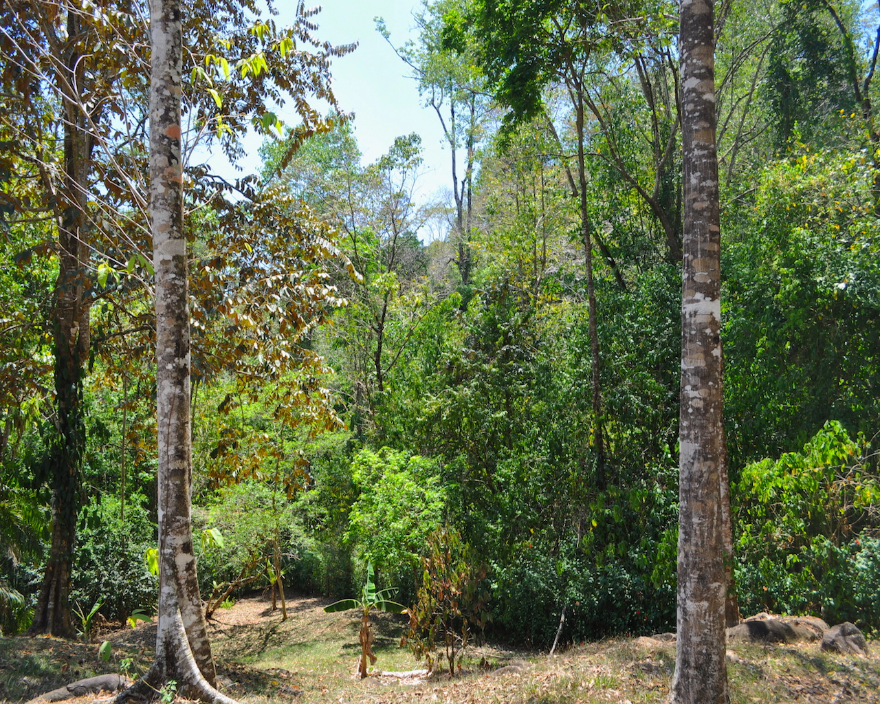 4 bed Single Family Homes For Sale in Uvita, Puntarenas - thumb 18