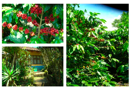 6 bed Land For Sale in Alajuela, Alajuela - thumb 6