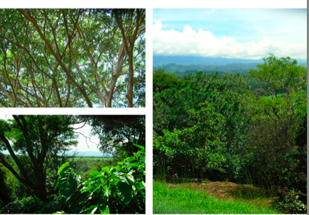 6 bed Land For Sale in Alajuela, Alajuela - thumb 5