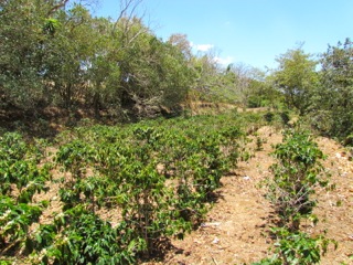 6 bed Land For Sale in Alajuela, Alajuela - thumb 1