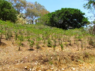 6 bed Land For Sale in Alajuela, Alajuela - thumb 27