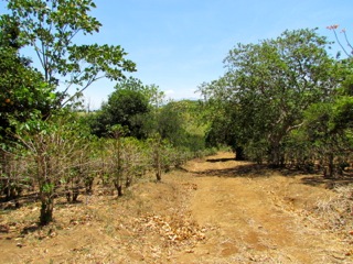 6 bed Land For Sale in Alajuela, Alajuela - thumb 30