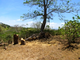 6 bed Land For Sale in Alajuela, Alajuela - thumb 3