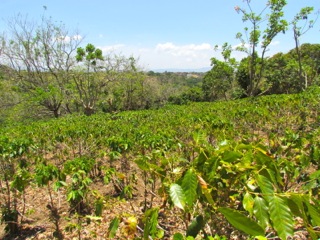 6 bed Land For Sale in Alajuela, Alajuela - thumb 28