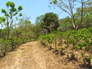 6 bed Land For Sale in Alajuela, Alajuela - thumb 29
