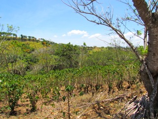 6 bed Land For Sale in Alajuela, Alajuela - thumb 24