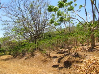 6 bed Land For Sale in Alajuela, Alajuela - thumb 23