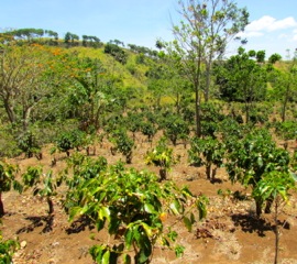 6 bed Land For Sale in Alajuela, Alajuela - thumb 20