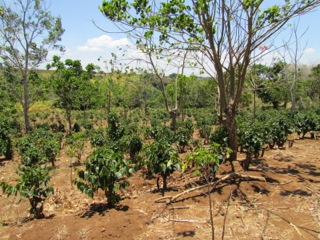 6 bed Land For Sale in Alajuela, Alajuela - thumb 19