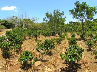 6 bed Land For Sale in Alajuela, Alajuela - thumb 18