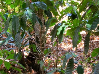 6 bed Land For Sale in Alajuela, Alajuela - thumb 17