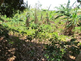 6 bed Land For Sale in Alajuela, Alajuela - thumb 16