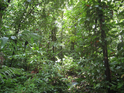 0 bed Land For Sale in Uvita, Puntarenas - thumb 6