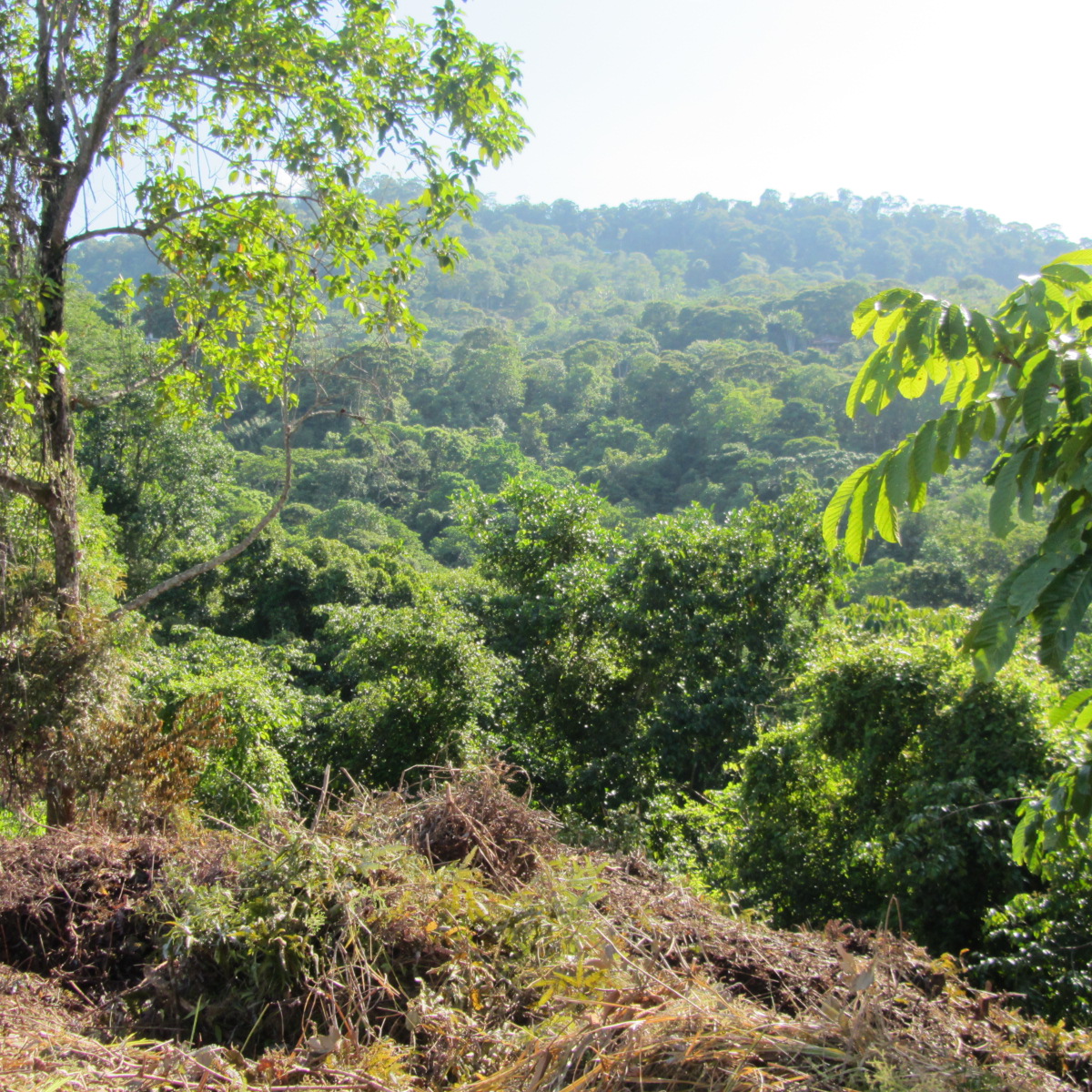 0 bed Land For Sale in Dominical, Puntarenas - thumb 6