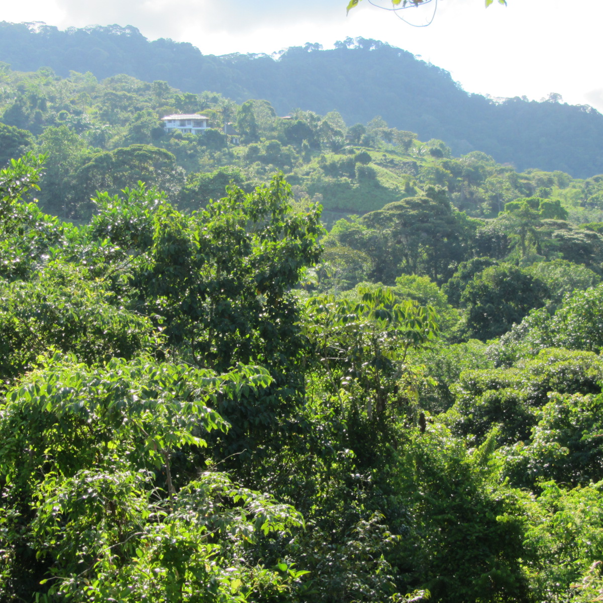 0 bed Land For Sale in Dominical, Puntarenas - thumb 7