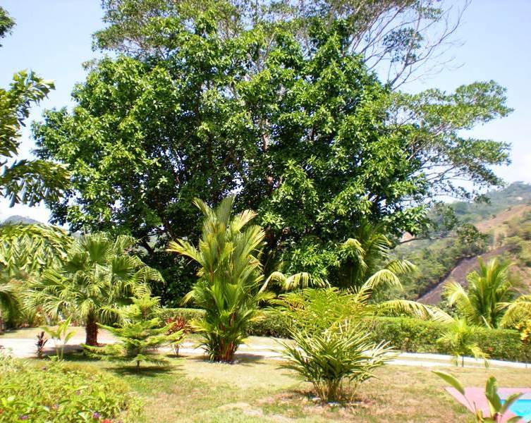 3 bed Single Family Homes For Sale in Ojochal, Puntarenas - thumb 14