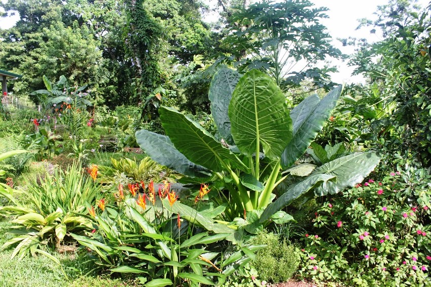 7 bed Hotel / Leisure For Sale in Lake Arenal, Guanacaste - thumb 7