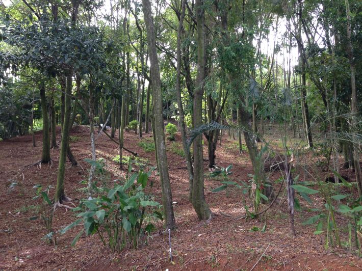 0 bed Land For Sale in Dominical, Puntarenas - thumb 15