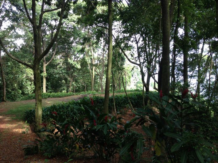 0 bed Land For Sale in Dominical, Puntarenas - thumb 8