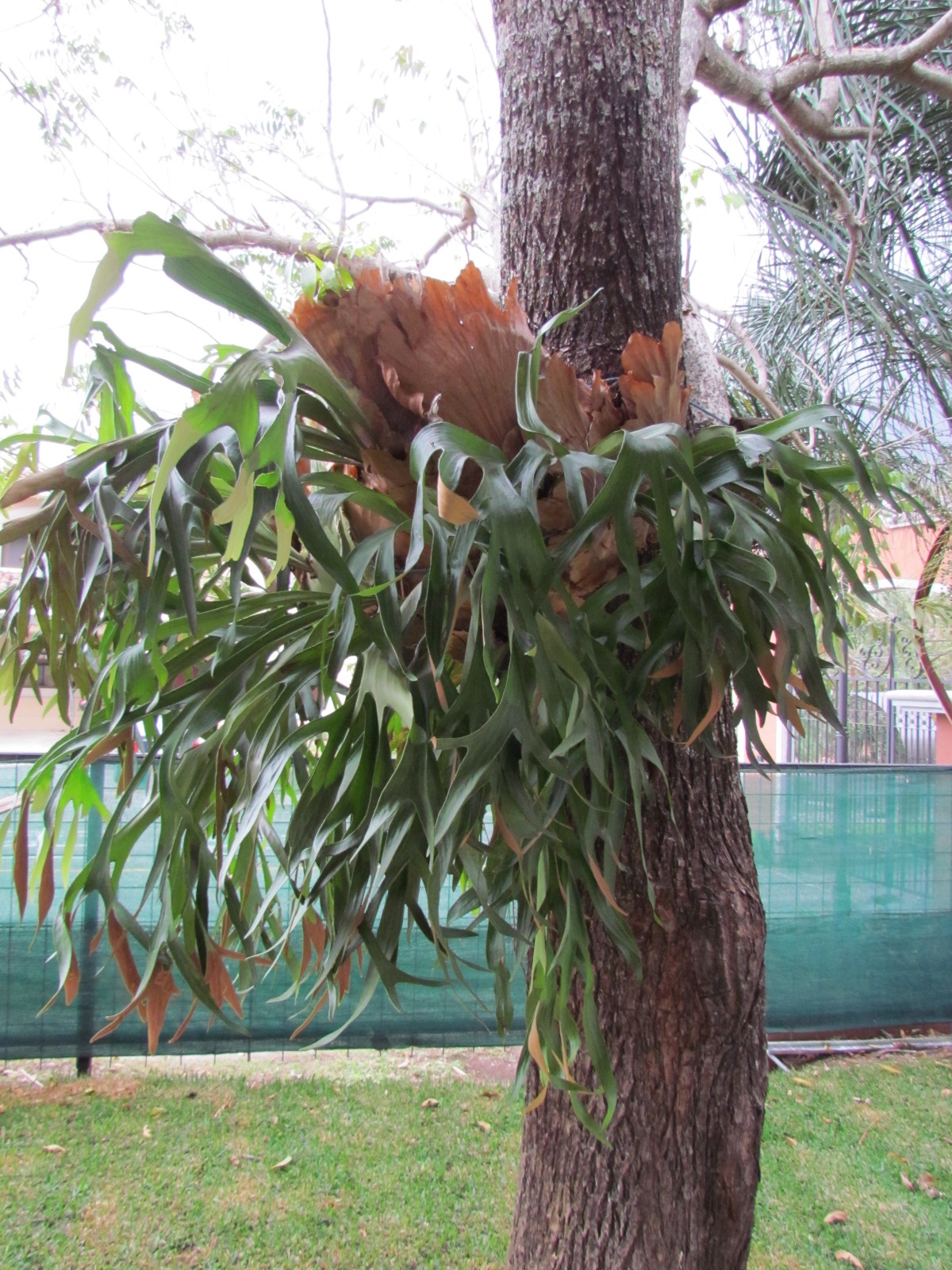 4 bed Single Family Homes For Sale in Santa Ana, San Jose - thumb 27