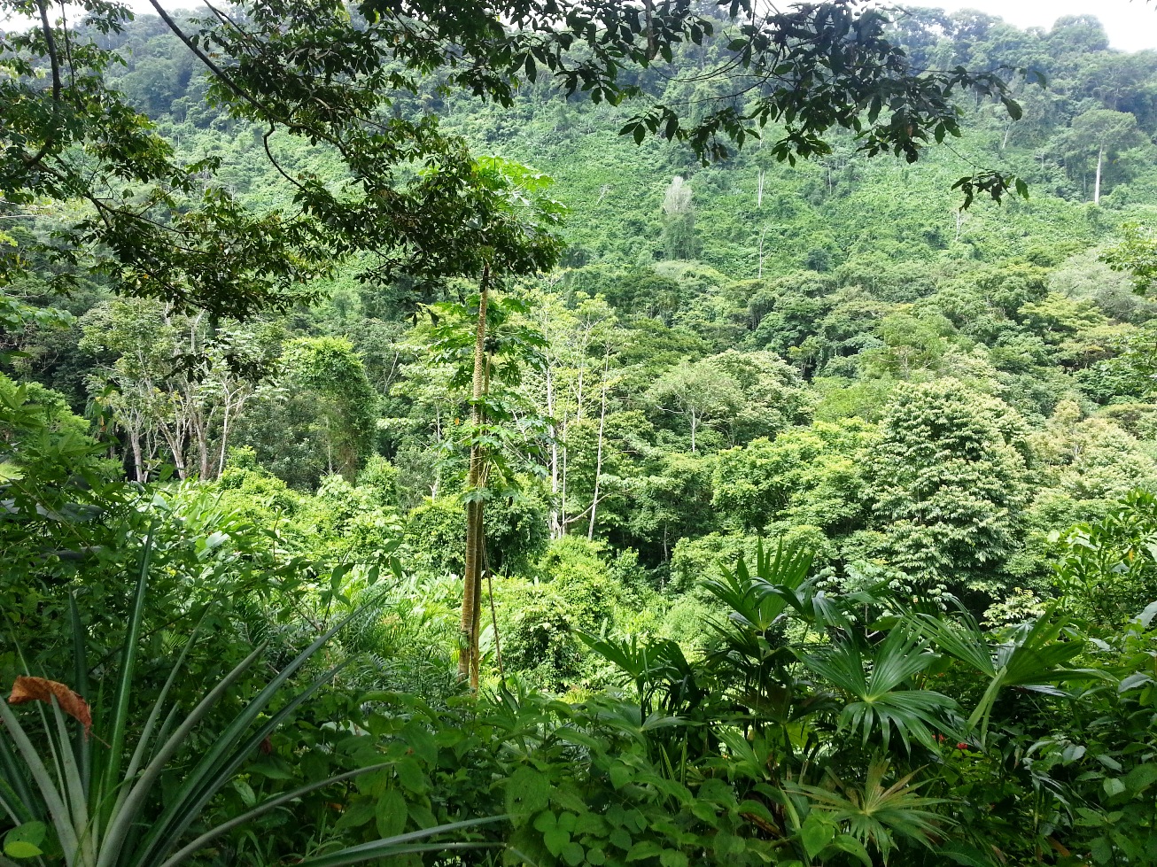 2 bed Single Family Homes For Sale in Dominical, Puntarenas - thumb 5