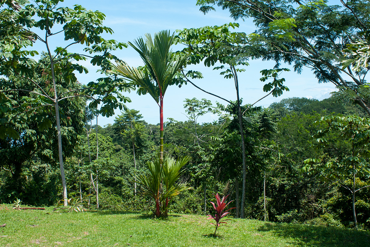 1 bed Single Family Homes For Sale in Uvita, Puntarenas - thumb 8