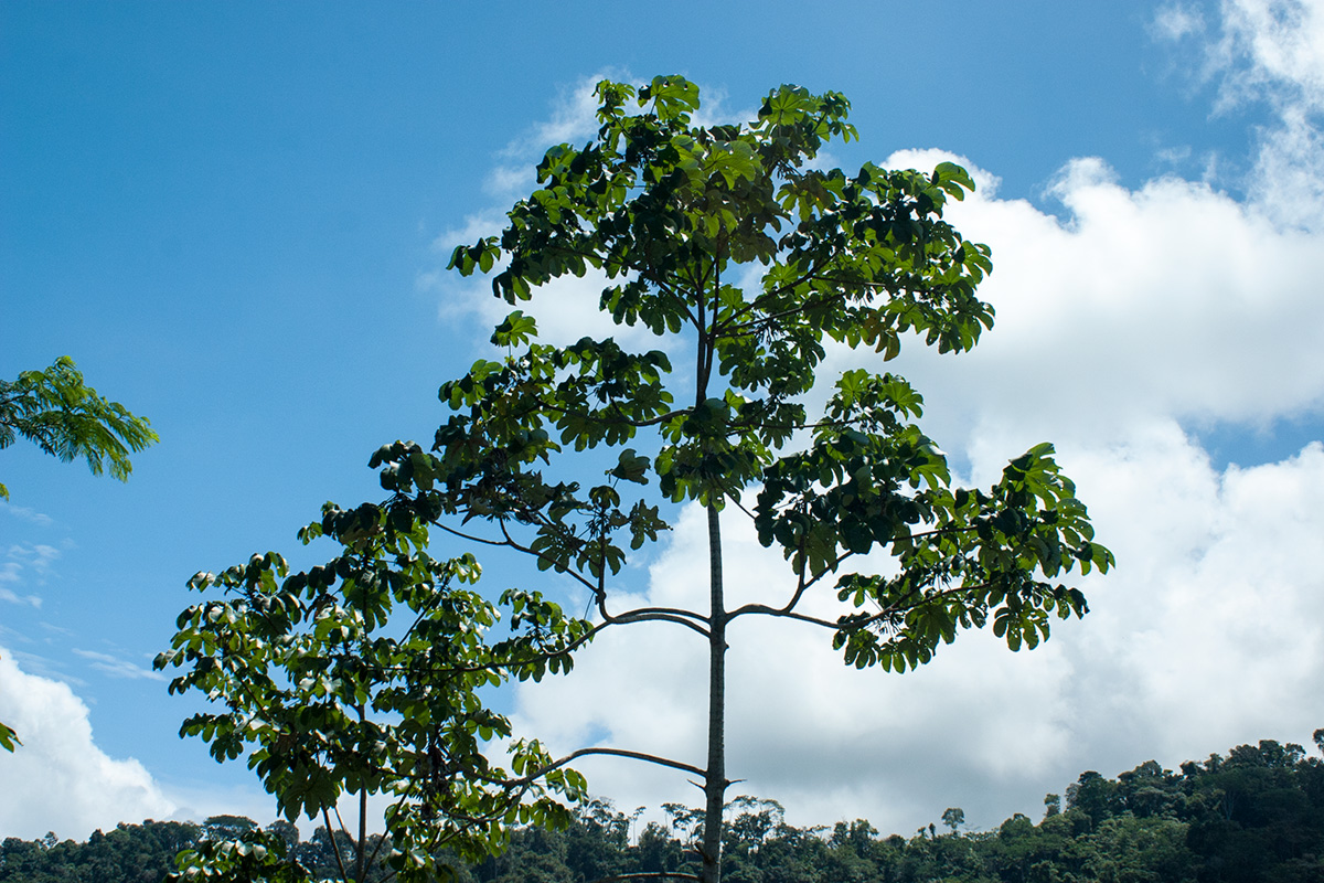 1 bed Single Family Homes For Sale in Uvita, Puntarenas - thumb 11