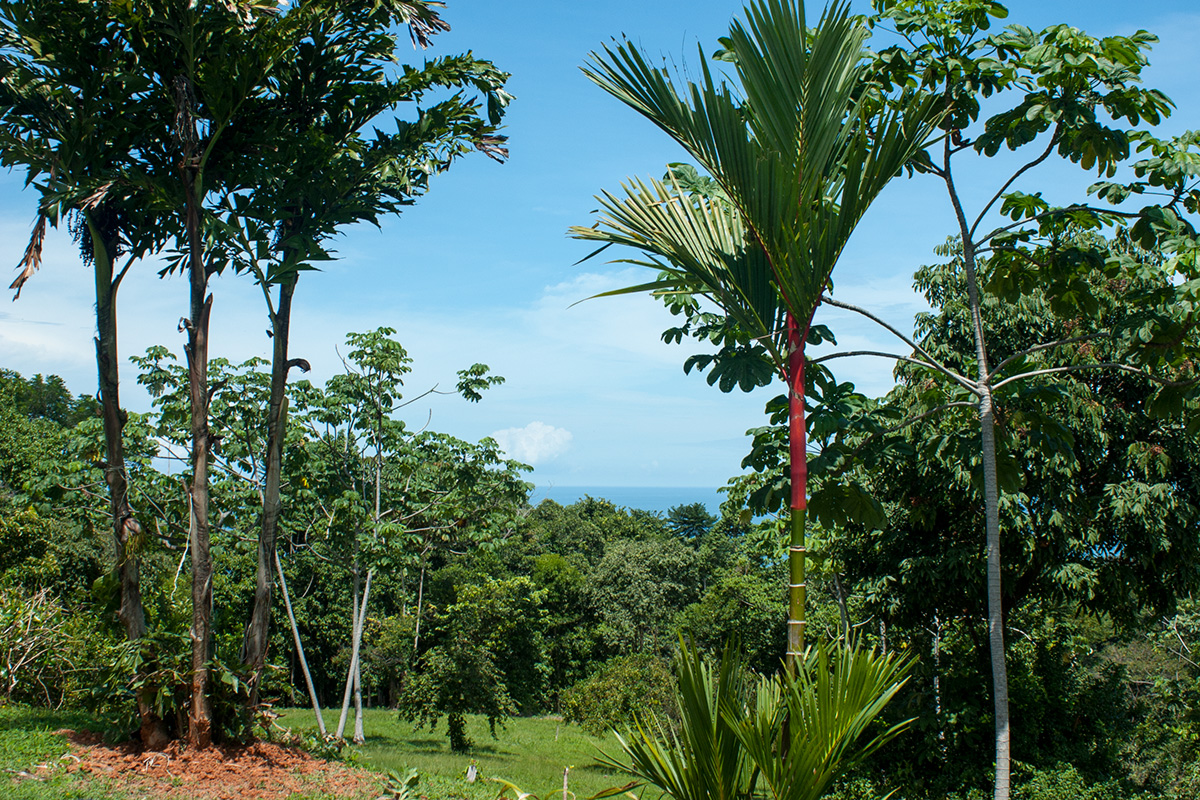 1 bed Single Family Homes For Sale in Uvita, Puntarenas - thumb 13