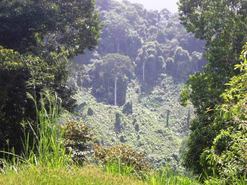 0 bed Land For Sale in Dominical, Puntarenas - thumb 9
