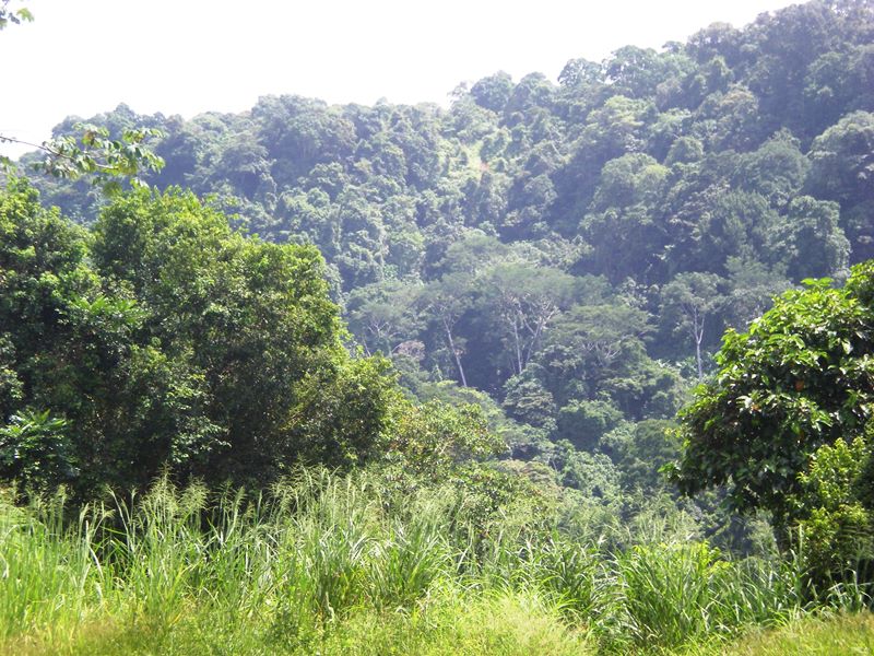 0 bed Land For Sale in Dominical, Puntarenas - thumb 10