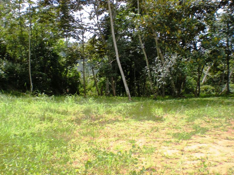 0 bed Land For Sale in Dominical, Puntarenas - thumb 14